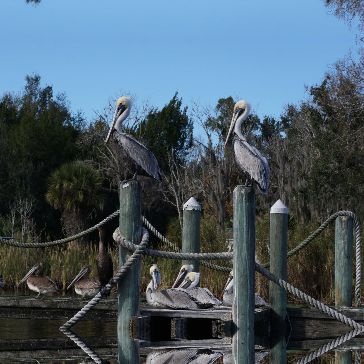 Save Our Seabirds Collection