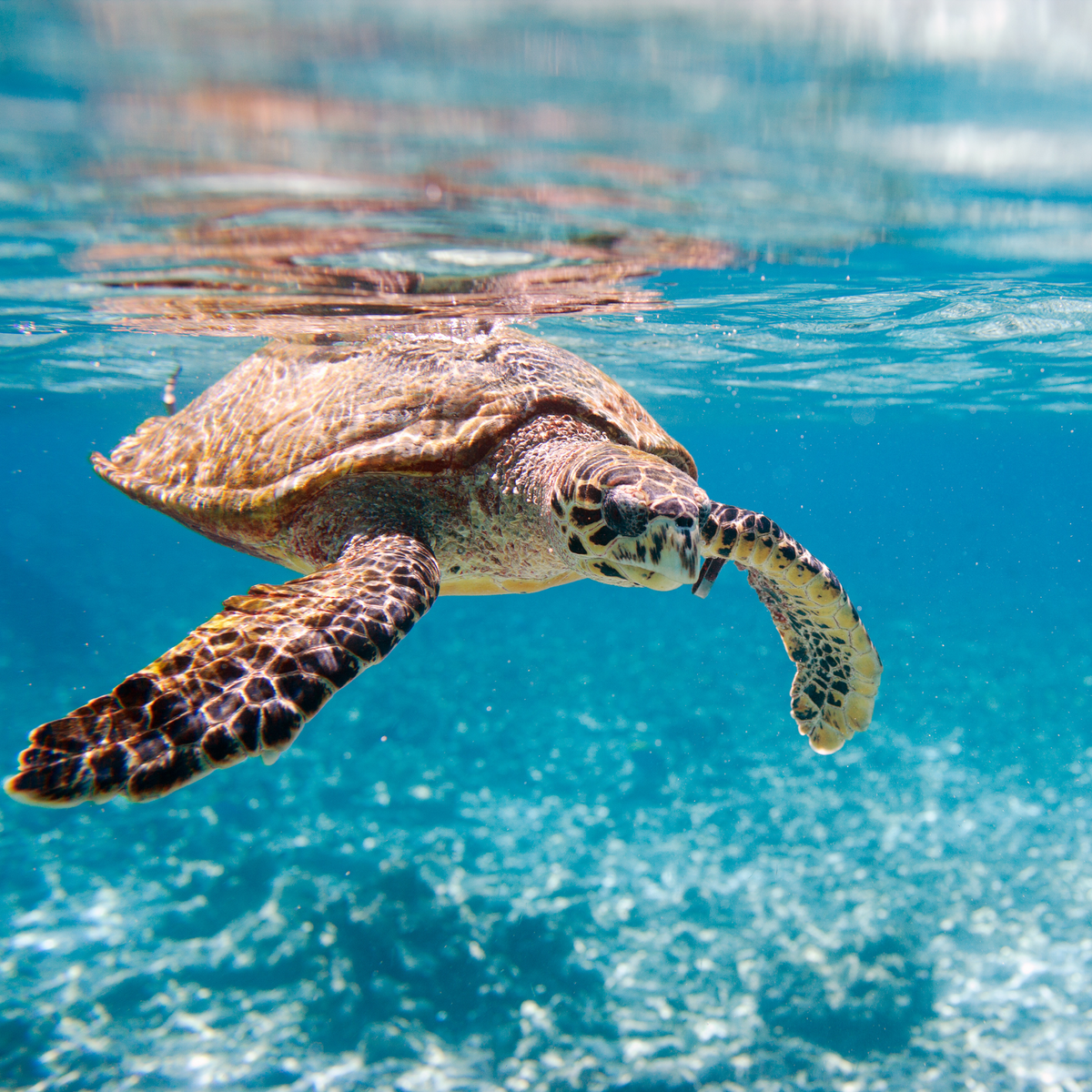 Turtle Watch Collection